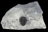 Bolaspidella Trilobite From Wheeler Shale, Utah #97191-1